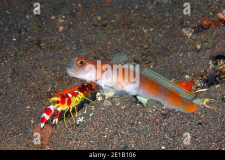 Flagtail Shrimpgoby, Amblyeleotris yanoi with alpheid shrimp, Alpheus randalli.Tulamben, Bali, Indonesia. Bali Sea, Indian Ocean Stock Photo