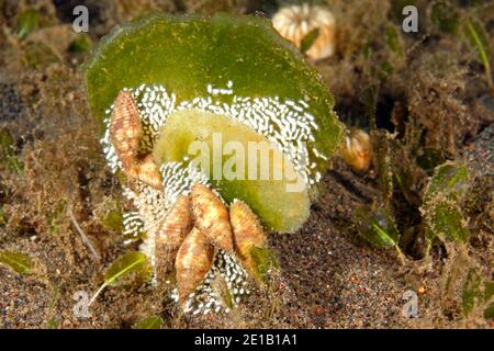 Sea snails, Nebularia ferruginea, laying their eggs on algae. Puri Jati, north Bali, Indonesia. Bali Sea, Indian Ocean Stock Photo