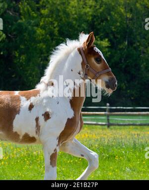 A small spotted foal runs on a sunny day in a paddock in a meadow Stock Photo