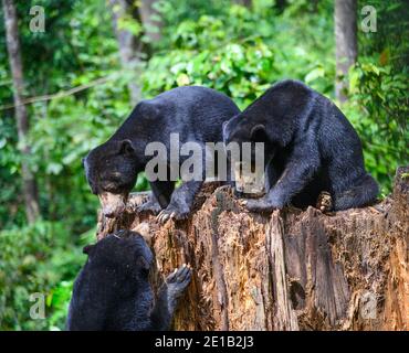 Three Bornean Sun Bears, Helarctos malayanus, at the Bornean Sun Bear ...