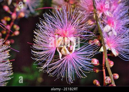 Barringtonia racemosa or powder puff tree flower at night in Yilan, Taiwan. Strings of flowers hang from the trees like fireworks. Taken in the summer