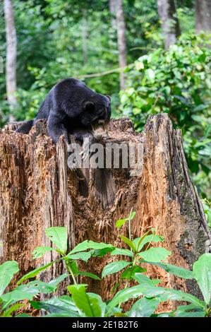 Sun Bear on a tree stump at the Borneo Sun Bear Conservation Center Stock Photo