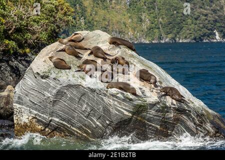 Southern fur seals basking at Milford Sound, South Island, New Zealand Stock Photo