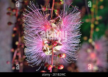 Barringtonia racemosa or powder puff tree flower at night in Yilan, Taiwan. Strings of flowers hang from the trees like fireworks. Taken in the summer