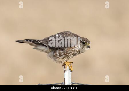 A prairie falcon is perched on a metal fence post in north Idaho. Stock Photo