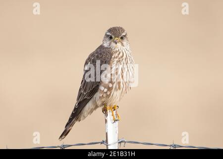A prairie falcon is perched on a metal fence post in north Idaho. Stock Photo