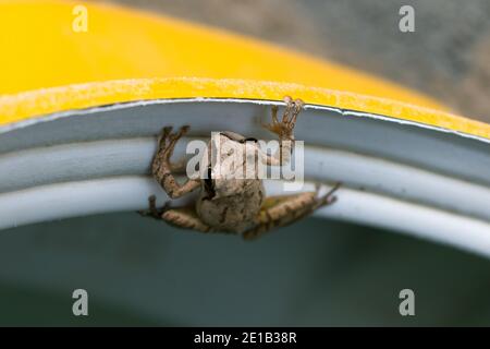 Southern brown tree frog with shallow depth of field. Stock Photo
