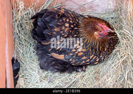 A Bantam Hen sitting on top of eggs in the hay . High quality photo Stock Photo