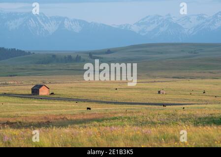Cows grazing on a ranch on Oregon's Zumwalt Prairie.