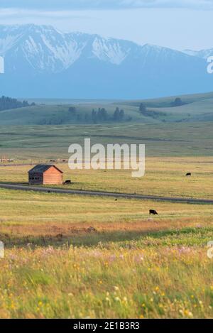 Cows grazing on a ranch on Oregon's Zumwalt Prairie.