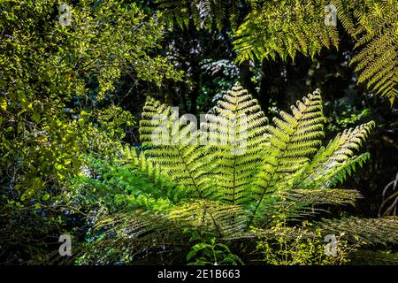Ferns in the Caitlins forest park, South Island, New Zealand Stock Photo