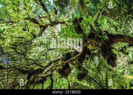 Ferns in the Caitlins forest park, South Island, New Zealand Stock Photo