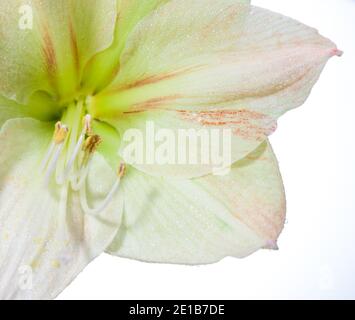 'Intokazi, Intokasie' Hippeastrum, Amaryllis (Hippeastrum x hortorum) Stock Photo