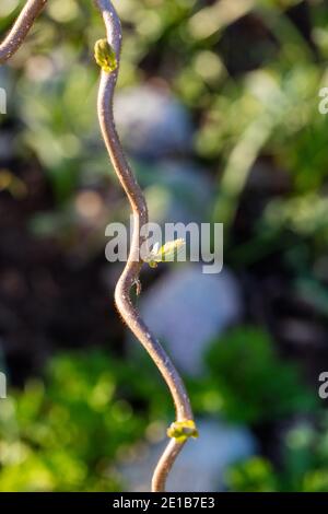 'Contorta' Harry Lauder’s walking stick, Ormhassel (Corylus avellana) Stock Photo