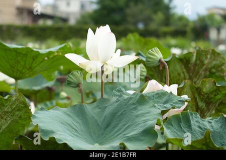 The side of the white lotus flower and the lotus seeds. Funnel-shaped leaves. East Indian lotus, Oriental lotus, Sacred lotus, Chinese Arrowroot, Padm Stock Photo