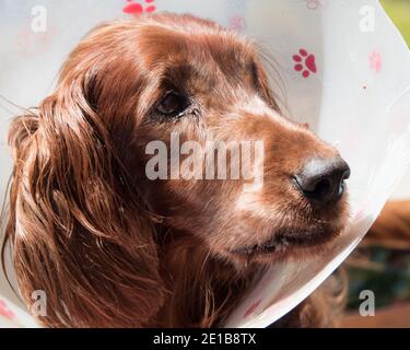 Dog Irish or Red Setter looking indignant in cone of shame after a trip to the veterinarian. Closeup of head face eyes mouth and nose Stock Photo Alamy