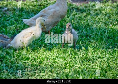 Goose chicks, yellow and gray colored, walking in grass. Selective focus Stock Photo