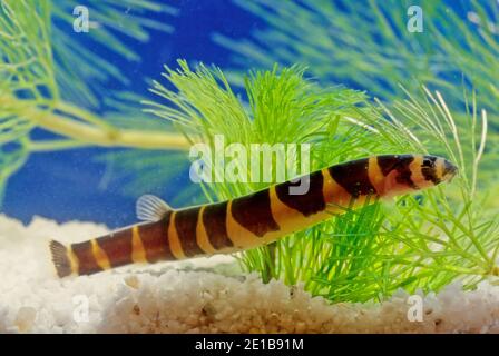 Pangio myersi (Myer's loach, Myer's kuhli or giant kuhl) is a species of loach in the genus Pangio native to Laos, Cambodia and Thailand. Stock Photo