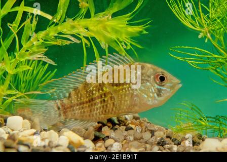 The blue acara (Andinoacara pulcher) is a very colorful freshwater fish in the cichlid family Stock Photo