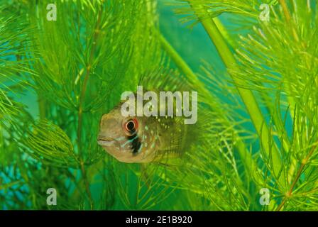 The blue acara (Andinoacara pulcher) is a very colorful freshwater fish in the cichlid family Stock Photo