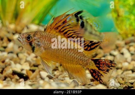 Apistogramma cacatuoides or the cockatoo dwarf cichlid is a South American cichlid and the Apistogramma species most commonly bred in captivity. Stock Photo