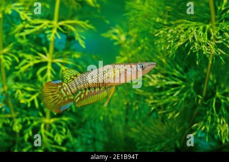 The striped panchax (Aplocheilus lineatus) is a species of killifish, of the genus Aplocheilus. Stock Photo