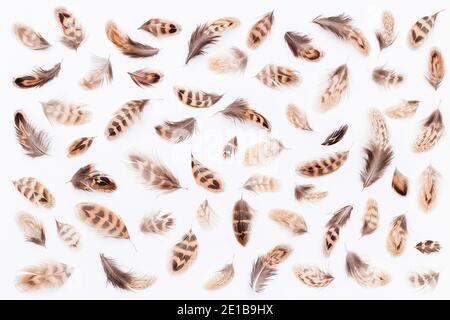 Pattern made with mottled brown pheasant feathers on white background. Top view Flat lay. Stock Photo