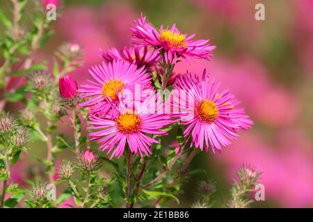 Bright pink flowers of Symphyotrichum novae-angliae 'James Ritchie' New England aster 'James Ritchie'. Aster novae-angliae 'James Ritchie' Stock Photo