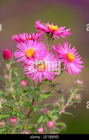 Bright pink flowers of Symphyotrichum novae-angliae 'James Ritchie' New England aster 'James Ritchie'. Aster novae-angliae 'James Ritchie' Stock Photo