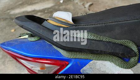 Golden Tree Snake curled up to snatch on motorcycle, Green and black stripes on the body of a tropical reptile, Thailand Stock Photo
