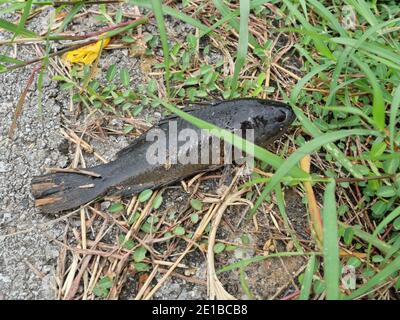 Climbing perch ( Anabas testudineus ) fish travel on land to new water in the rainy season, Strange behavior of freshwater fish in Thailand Stock Photo