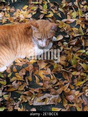 Orange color tabby cat crouching on black color land is filled with yellow and green color dry leaves Stock Photo