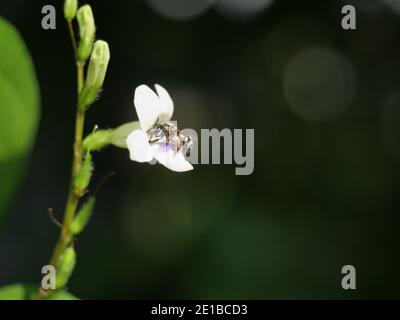 Honey Stingless Bee or Meliponines seeking nectar on white Chinese violet or coromandel or creeping foxglove ( Asystasia gangetica ) blossom in field Stock Photo