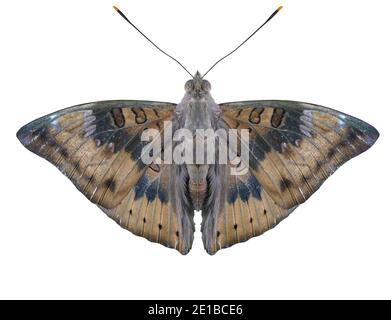 Mango Baron ( Euthalia aconthea ) butterfly isolated on white background, Trey white stripes on brown wing of insect Stock Photo