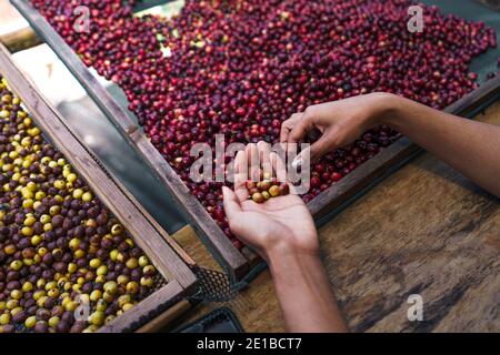 Sorting cherry coffee beans,Hands sorting coffee beans Stock Photo