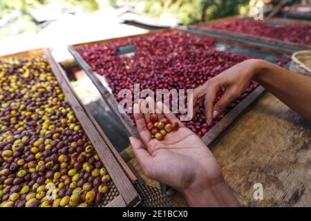 Sorting cherry coffee beans,Hands sorting coffee beans Stock Photo