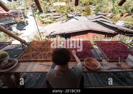 Sorting cherry coffee beans,Hands sorting coffee beans Stock Photo