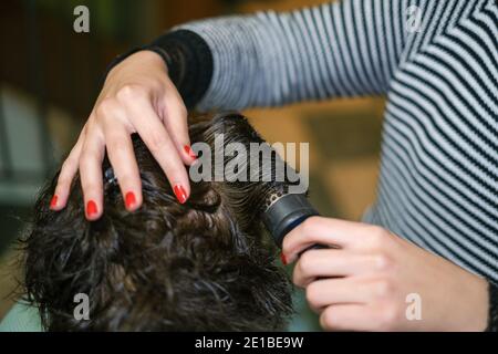 Hair dresser Woman while hair drying customer at work,home beauty treatment Stock Photo