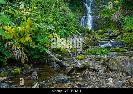 Waterfall among green grass. Mountain stream on mossy boulders in summer rainforest. Alpine cascade of rapid flow Stock Photo