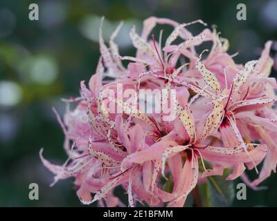 Flowers, Fabulous Cape Chestnut tree flower, slender pale pink white frilly petals, dark pink crimson speckles, Australian garden, bokeh background Stock Photo