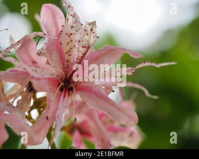 Flowers Macro, fabulous pink Cape Chestnut tree flower, slender frilly petals, pale pink white dark crimson speckles, Blurred green garden background Stock Photo