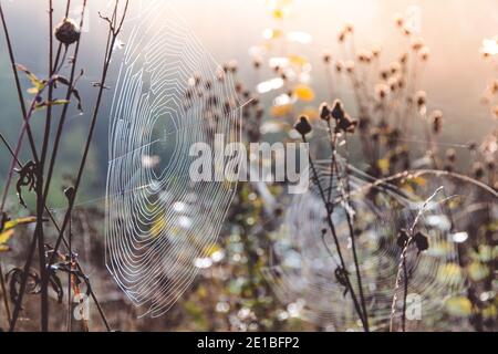 Cobwebs on dry grass on sunny day. Mystical atmosphere in early morning. Stock Photo