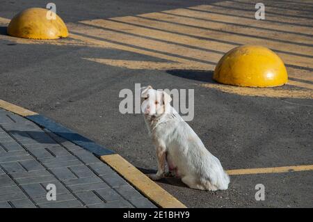 A white dog sits on the road and looks straight into the frame. Stock Photo