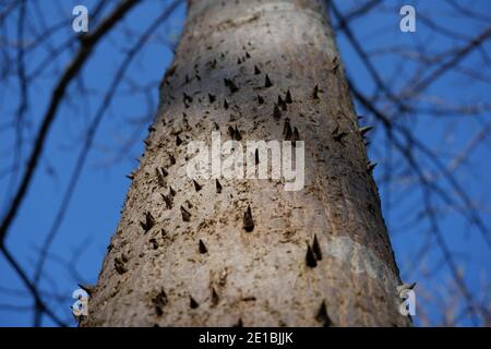 Close up sharp thorns of Bombax anceps Pierre with green shade bokeh background Stock Photo
