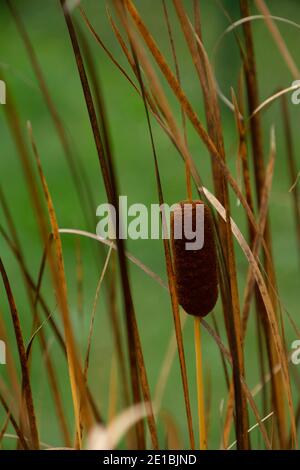 Typha latifolia, also called Bulrush or Common Cattail growing in a ...