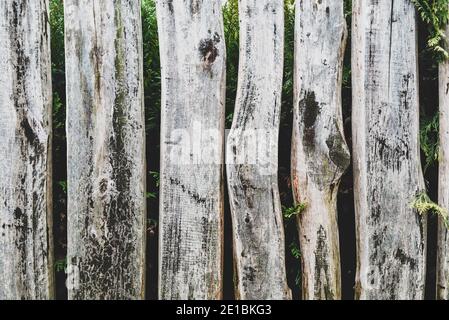 Old wooden fence made of boards. Selective focus. Stock Photo