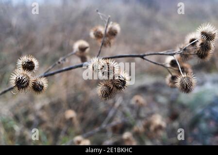 A dried burdock in an autumn field. Selective focus Stock Photo