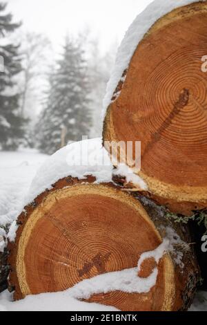 Close up shot of a pile of logs in the forest covered in the freshly fallen snow. Stock Photo