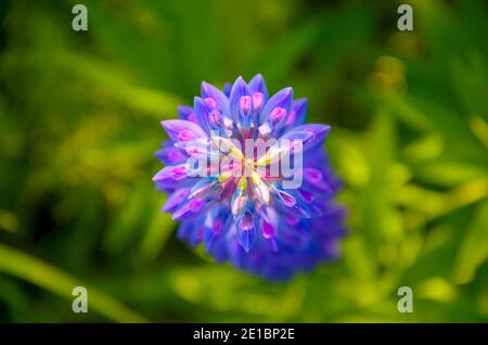 Top view close up of blooming beautiful pink,purple and blue lupin or lupinus garden flower during summer morning.Selective focus.Focus on a foregroun Stock Photo