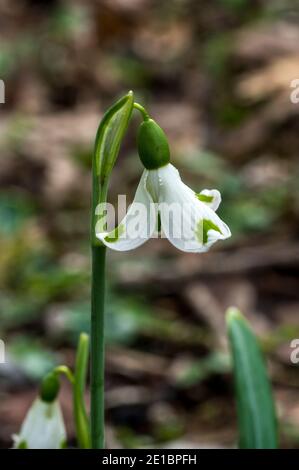 Snowdrop (Galanthus plicatus) 'Trym' a winter spring flowering plant with a white green springtime flower which opens in January and February stock ph Stock Photo
